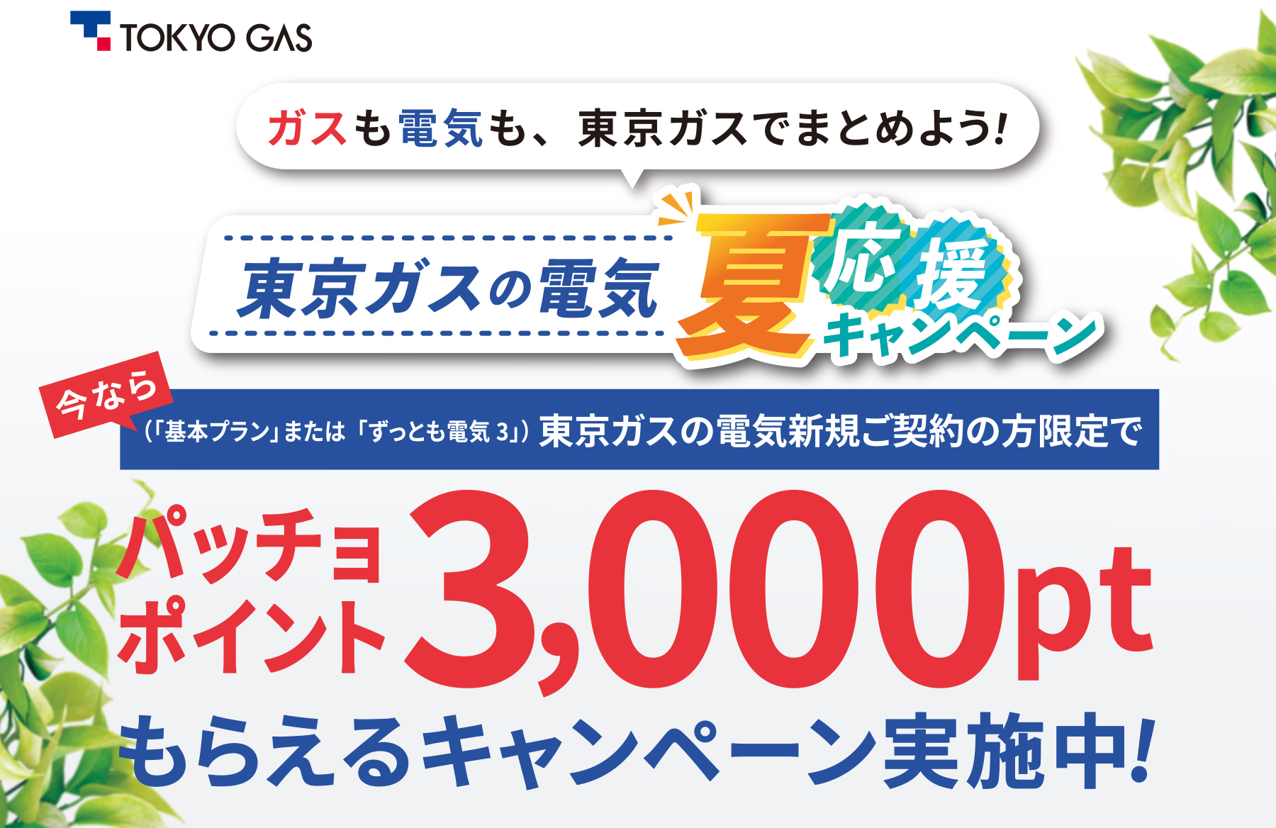 ガスも電気も、東京ガスでまとめよう！ 東京ガスの電気 夏応援キャンペーン　今なら（「基本プラン」または「ずっとも電気3」）東京ガスの電気新規ご契約の方限定でパッチョポイント3,000ptもらえるキャンペーン実施中!